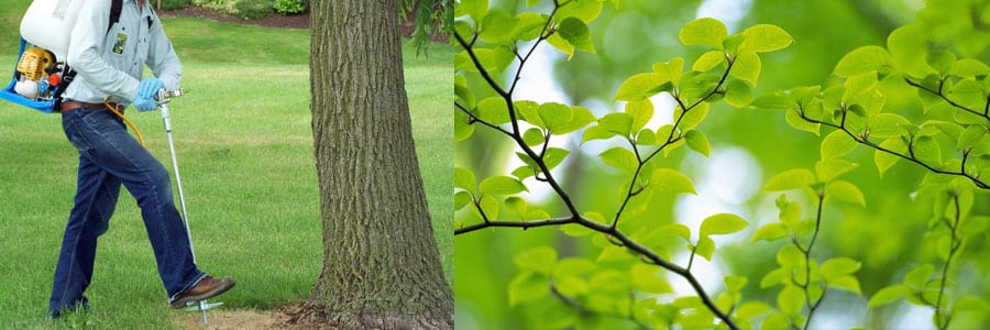 Wormtec Worm Extract