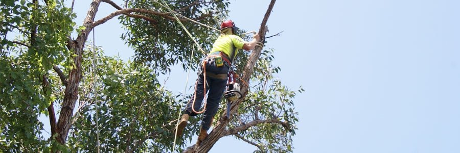 Tips For Pruning Trees