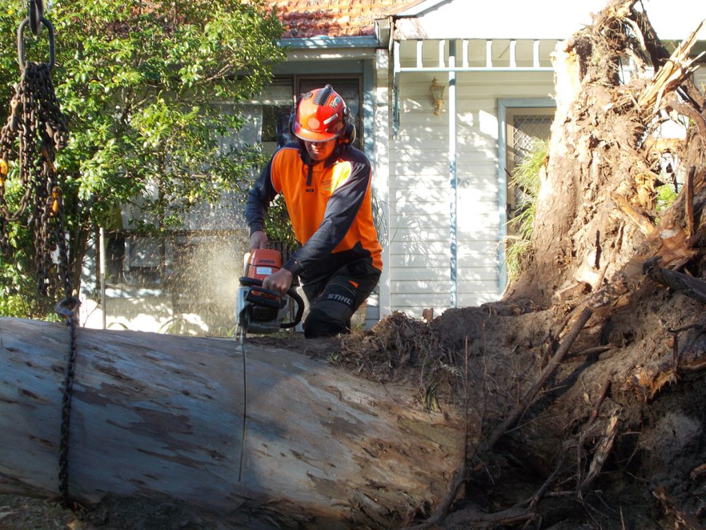 Gold Coast Vegetation And Tree Removal
