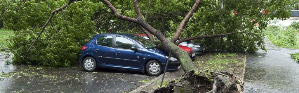 Tree Removal Gold Coast