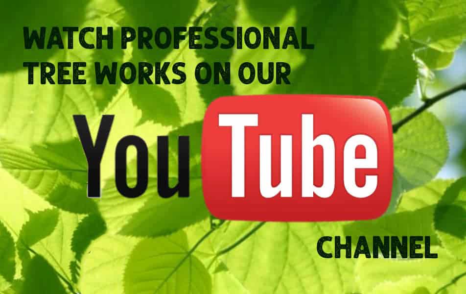watch professional tree works on youtube