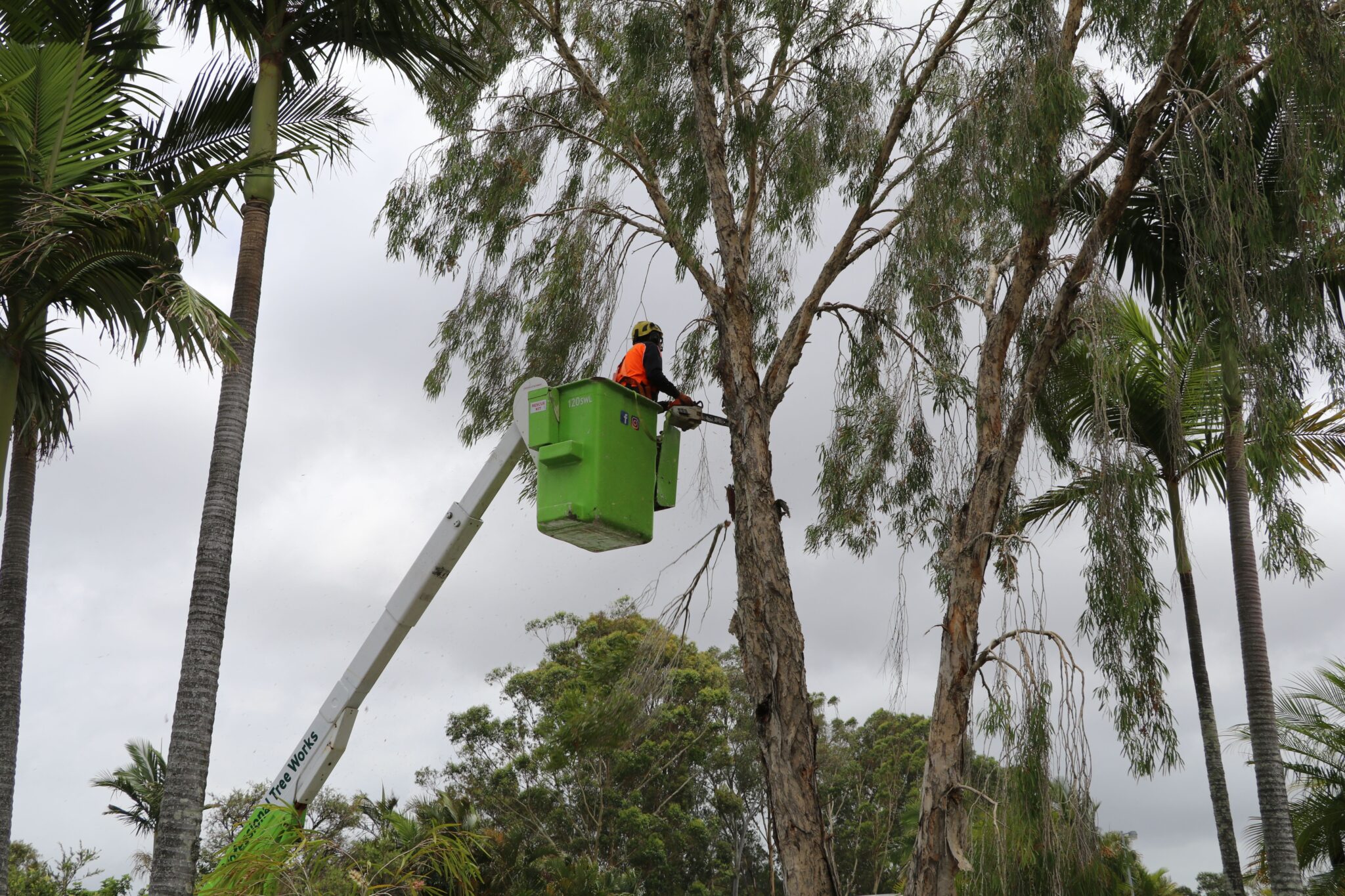pro tree works tree removal