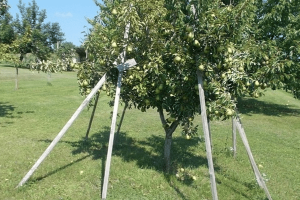 Tree anchoring