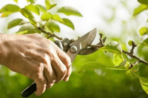Pruning and trimming trees