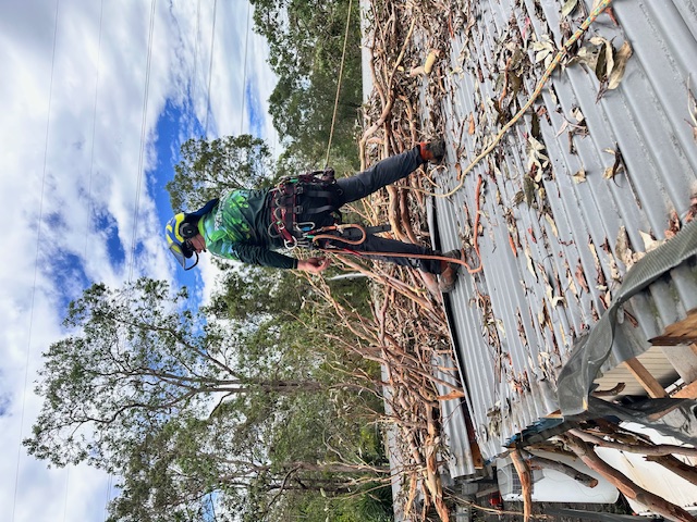 Tree removal Gold Coast arborist
